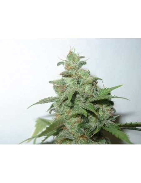 FANTASEEDS - Caramella Auto - 1