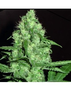 FANTASEEDS - Homegrown Cheese Auto - 1
