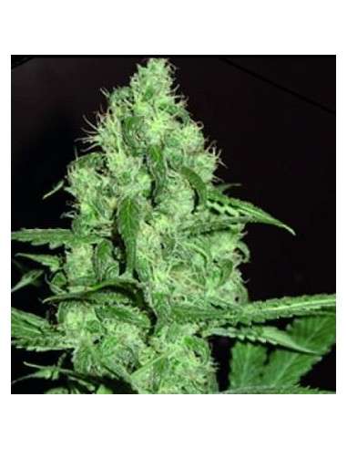 FANTASEEDS - Homegrown Cheese Auto - 1