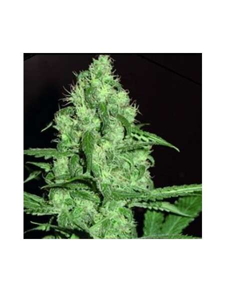 FANTASEEDS - Homegrown Cheese Auto - 1