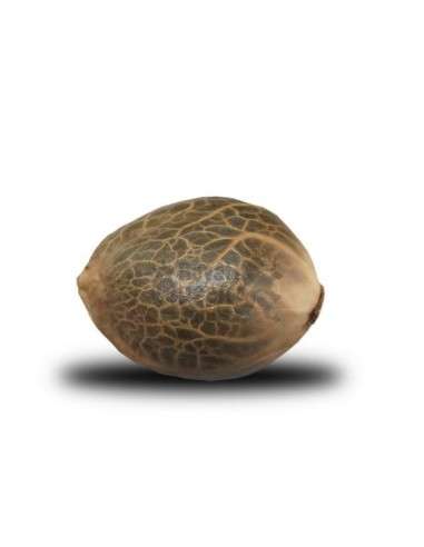 ROYAL QUEEN SEEDS - Blue Mystic - 2
