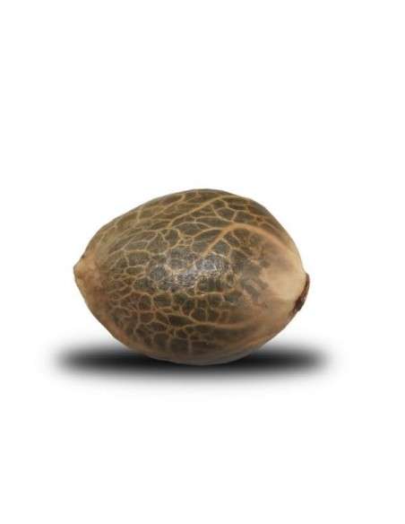 ROYAL QUEEN SEEDS - Blue Mystic - 2