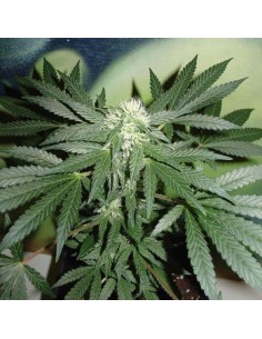 FANTASEEDS - Homegrown Lowryder Auto - 1