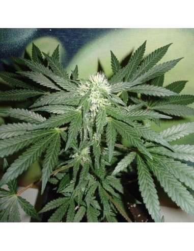 FANTASEEDS - Homegrown Lowryder Auto - 1