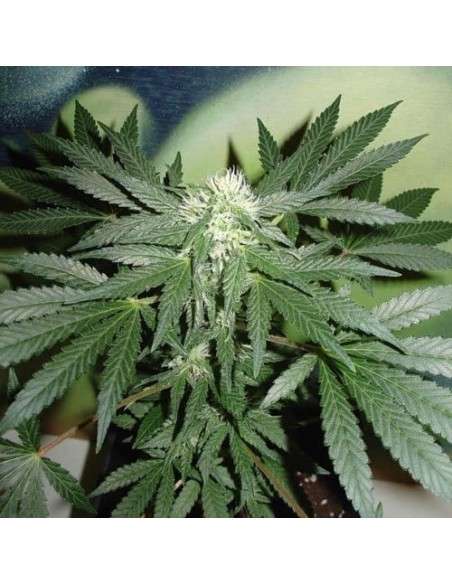 FANTASEEDS - Homegrown Lowryder Auto - 1