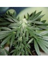 FANTASEEDS - Homegrown Lowryder Auto - 1
