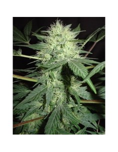 FANTASEEDS - Northern Lights Auto - 1
