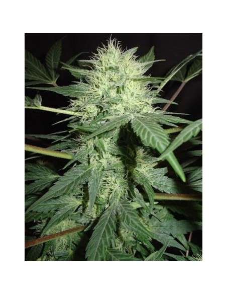 FANTASEEDS - Northern Lights Auto - 1