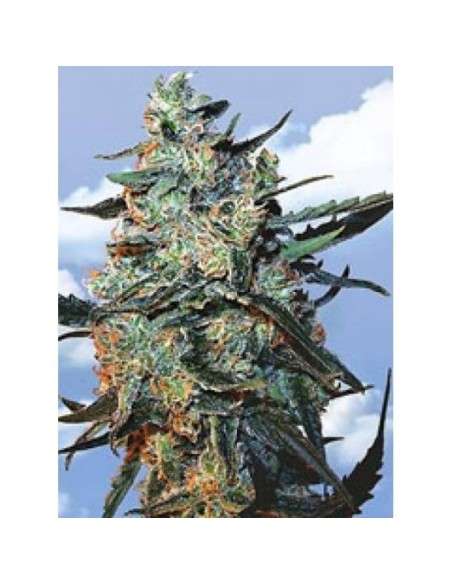 FLYING DUTCHMEN - Feminized Mix - 1