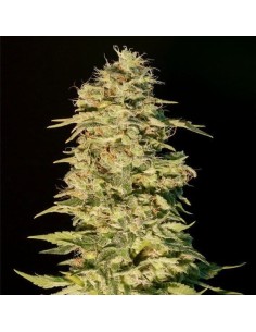 GENEHTIK - OG Lemon Bilbo - 1