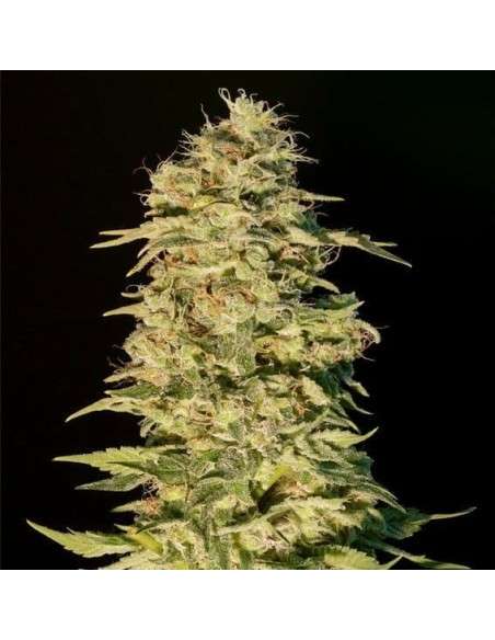 GENEHTIK - OG Lemon Bilbo - 1
