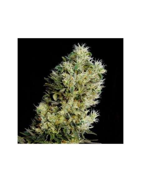 GENEHTIK - Amnesia Bilbo Auto - 1