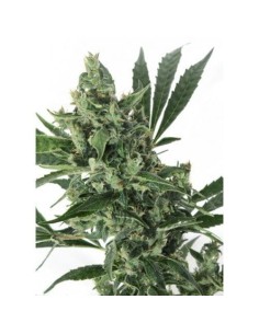 GRASS-O-MATIC - Med Gom 1.0 - 1