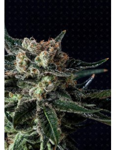 GENOFARM - Black Diesel - 1