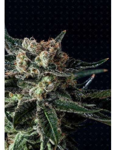 GENOFARM - Black Diesel - 1