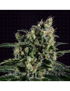 GENOFARM - Easy Haze - 1