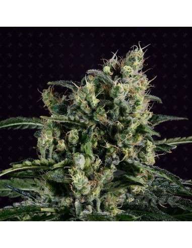 GENOFARM - Easy Haze - 1