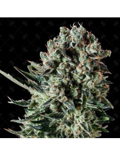 GENOFARM - Farm Cheese - 1