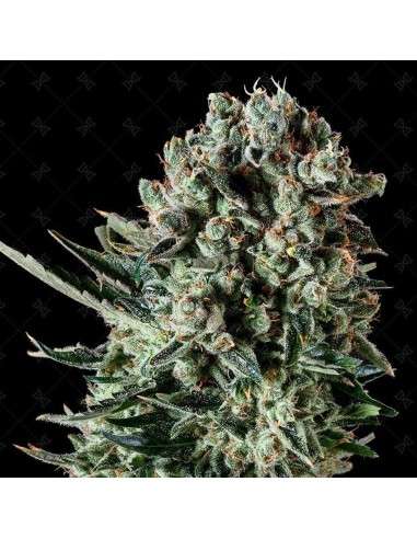 GENOFARM - Farm Cheese - 1