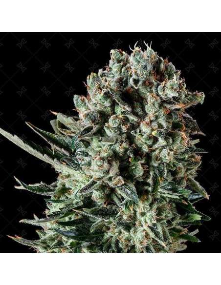 GENOFARM - Farm Cheese - 1