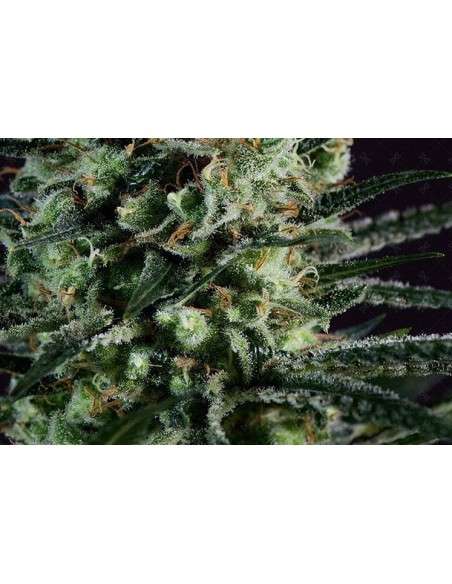 GENOFARM - Golden Berry - 1