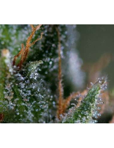 GENOFARM - Medicritical - 1