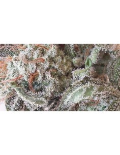 GENOFARM - Purple Haze Auto - 1