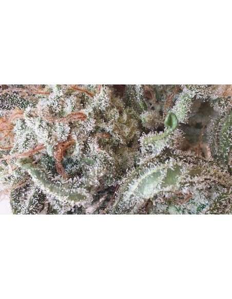 GENOFARM - Purple Haze Auto - 1