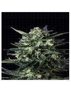 GENOFARM - Thunder Haze Auto - 1