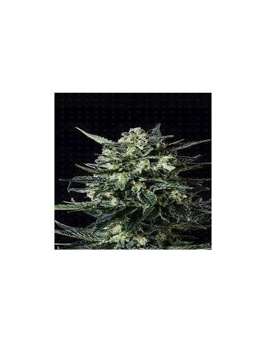 GENOFARM - Thunder Haze Auto - 1