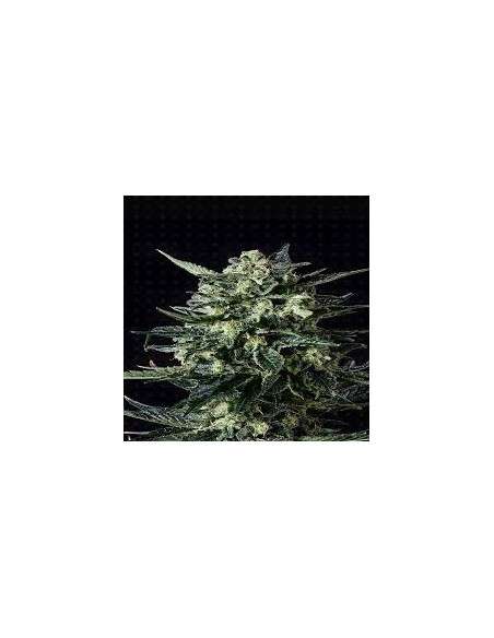 GENOFARM - Thunder Haze Auto - 1