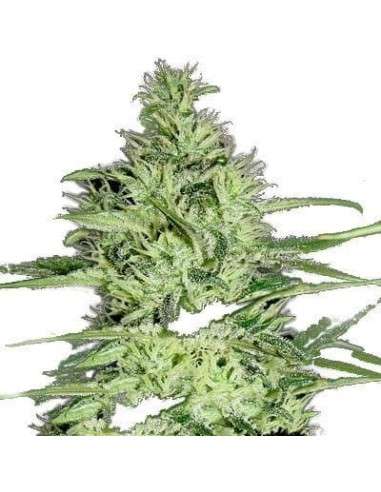 GREEN LABEL - Ace Silver Haze - 1