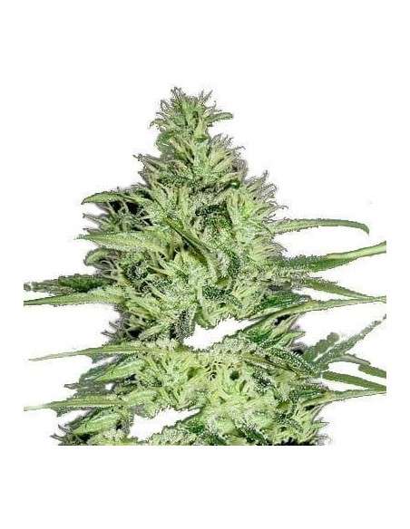 GREEN LABEL - Ace Silver Haze - 1
