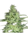 GREEN LABEL - Ace Silver Haze - 1