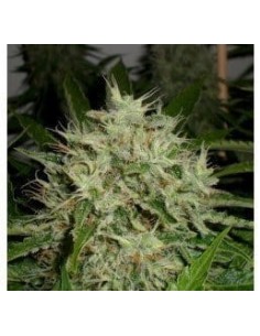 GREEN LABEL - AK Widow 47 - 1