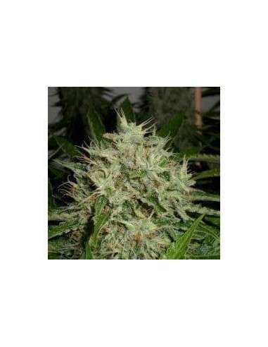 GREEN LABEL - AK Widow 47 - 1