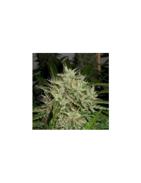 GREEN LABEL - AK Widow 47 - 1