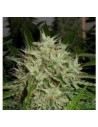 GREEN LABEL - AK Widow 47 - 1