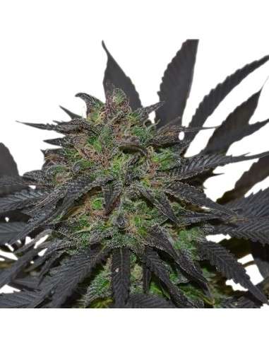 ROYAL QUEEN SEEDS - Blue Mystic - 4