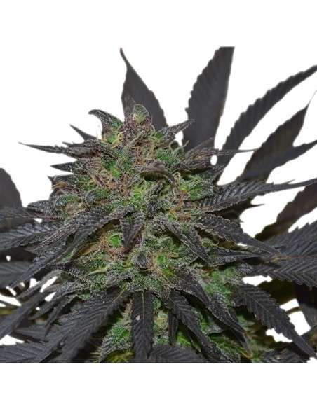 ROYAL QUEEN SEEDS - Blue Mystic - 4