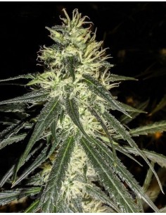 GREEN LABEL - Amnesia - 1