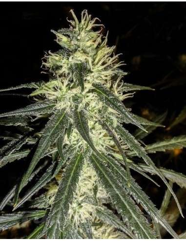 GREEN LABEL - Amnesia - 1