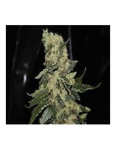 GREEN LABEL - Berry Delight - 1