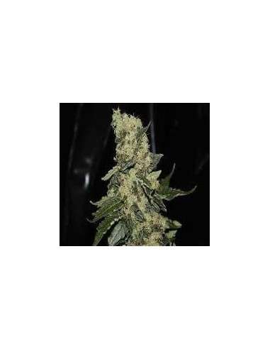 GREEN LABEL - Berry Delight - 1