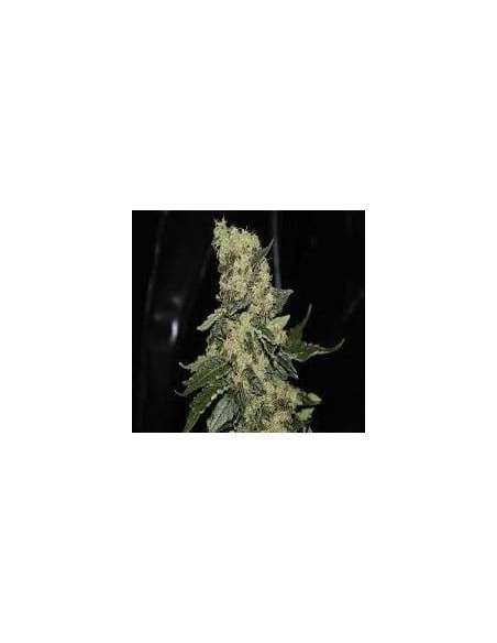 GREEN LABEL - Berry Delight - 1