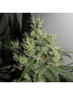 GREEN LABEL - Big Jack - 1