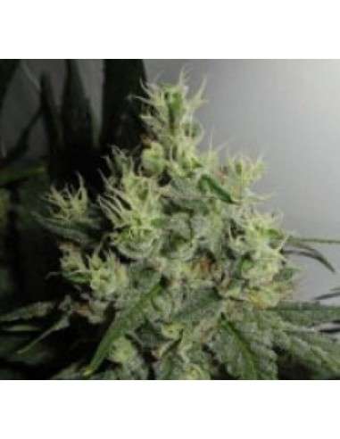 GREEN LABEL - Big Jack - 1