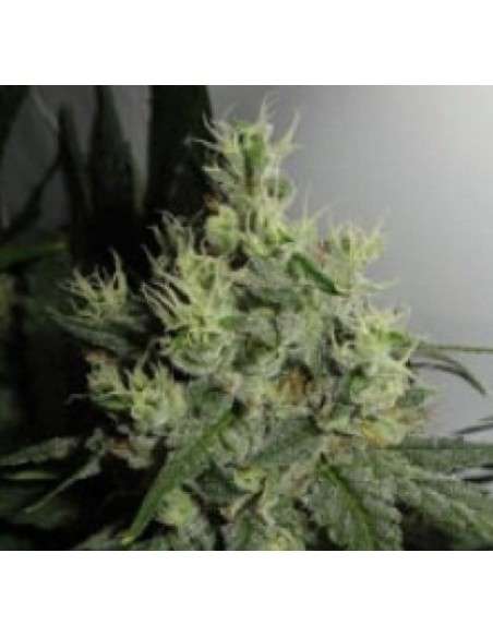 GREEN LABEL - Big Jack - 1