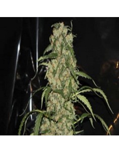 GREEN LABEL - Blue Grape Dream - 1