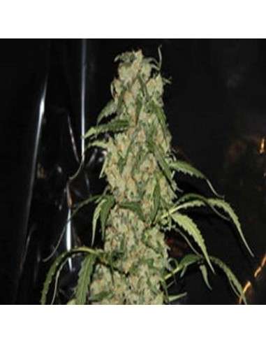 GREEN LABEL - Blue Grape Dream - 1
